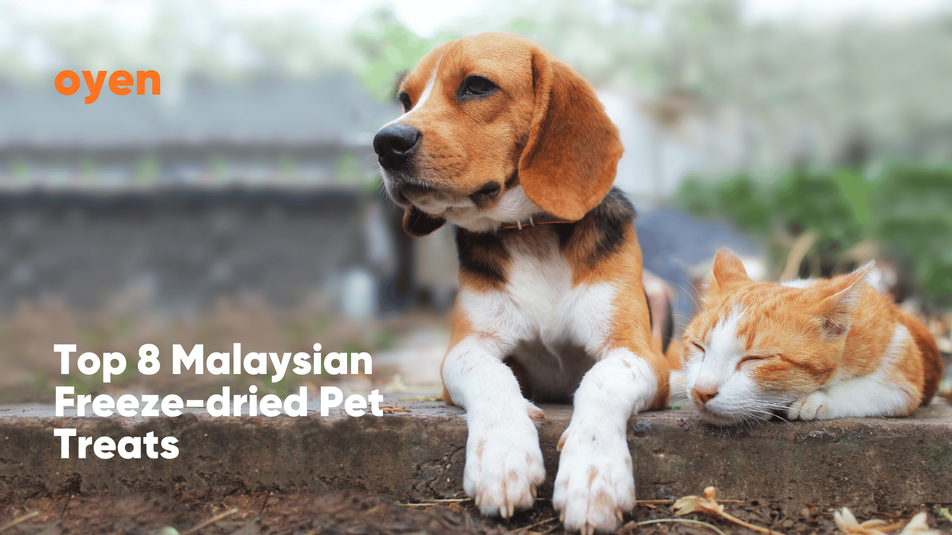 Top 8 Malaysian Freezedried Pet Treats
